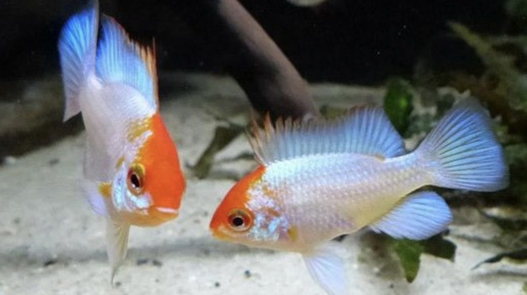 Ramiretzi electric blue red head Velo