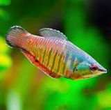 Gourami Samurai | Sphaerichthys vaillanti