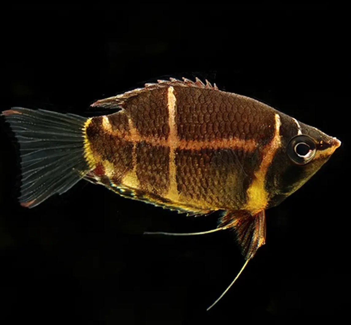 Gourami Chocolate | Sphaerichthys osphromenoides