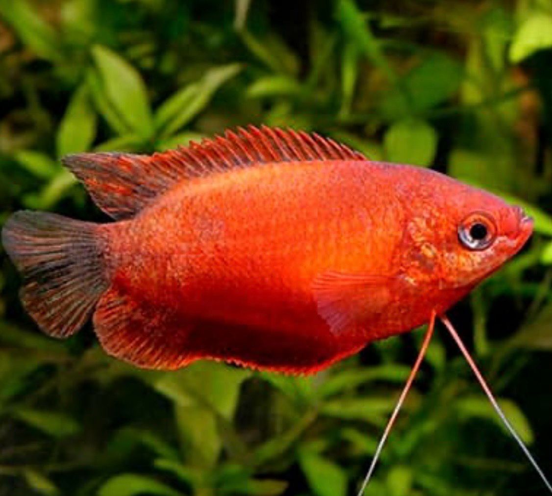 Colisa chuna red | Trichogaster