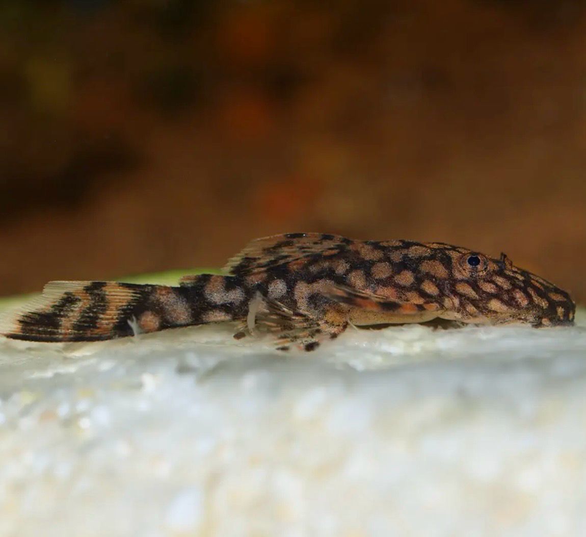 Ancistrus SP Rio Paraguay