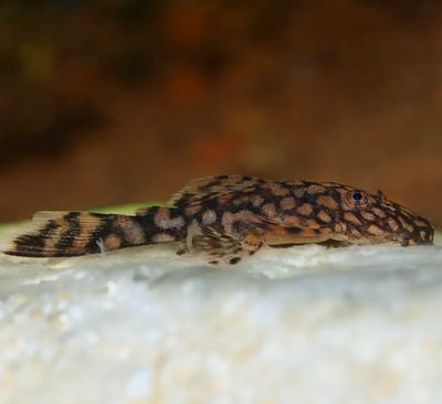 Ancistrus SP Rio Paraguay