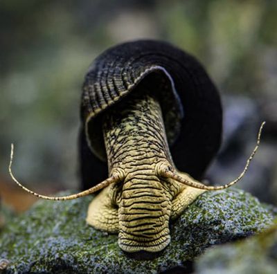 Caracoles