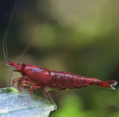 invertebrados
