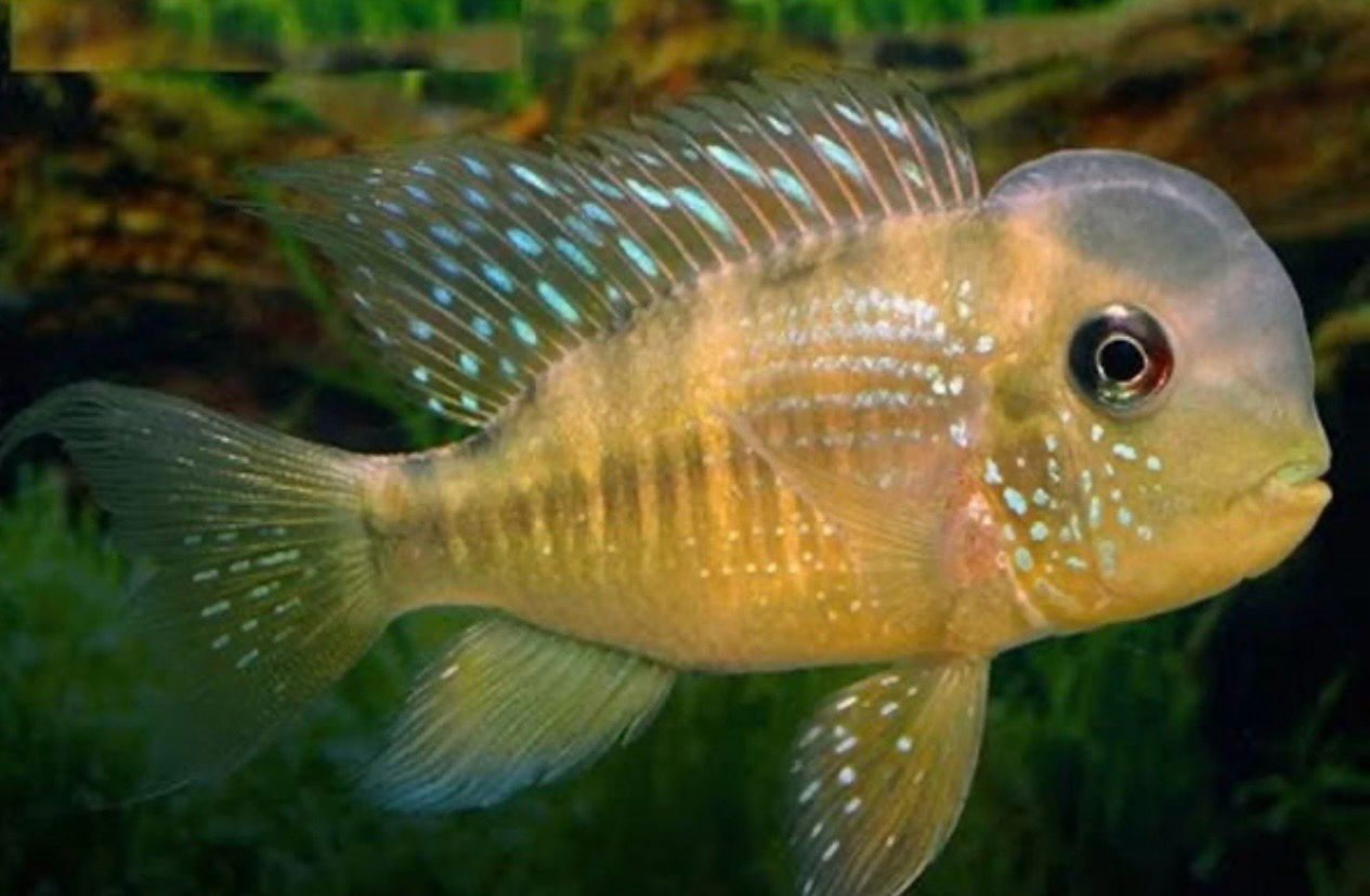 Geophagus Balzanii