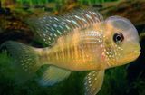 Geophagus Balzanii