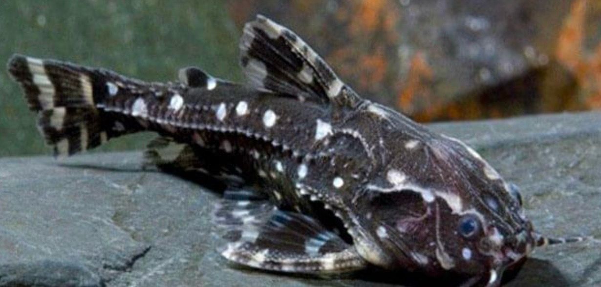 Agamyxis pectinifrons - Pez gato punteado, dora punteada