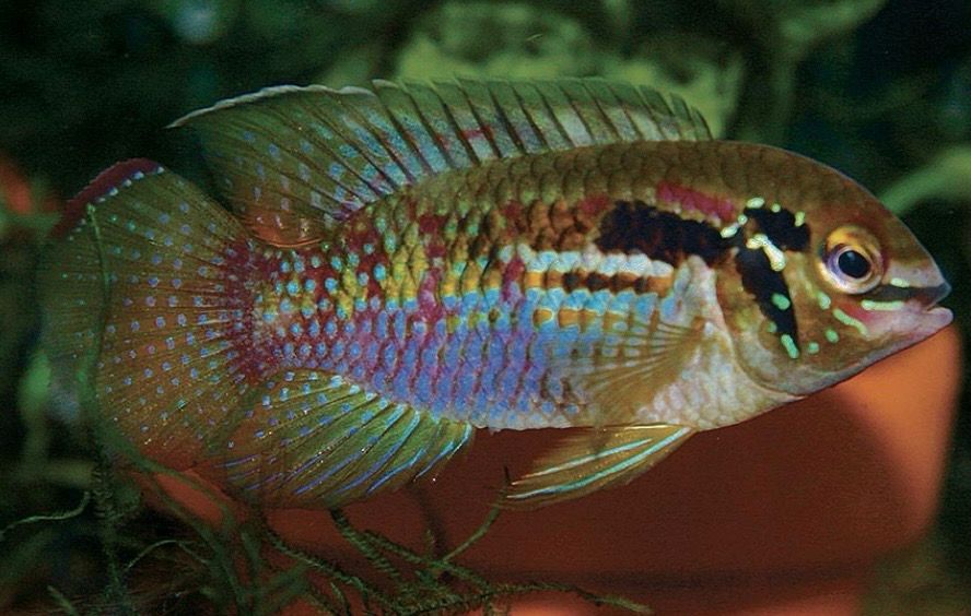 Acara Araguaiae (laetacara araguaiae)