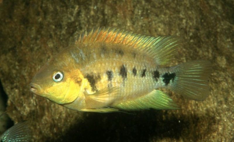 Amatitlania Nanolutea