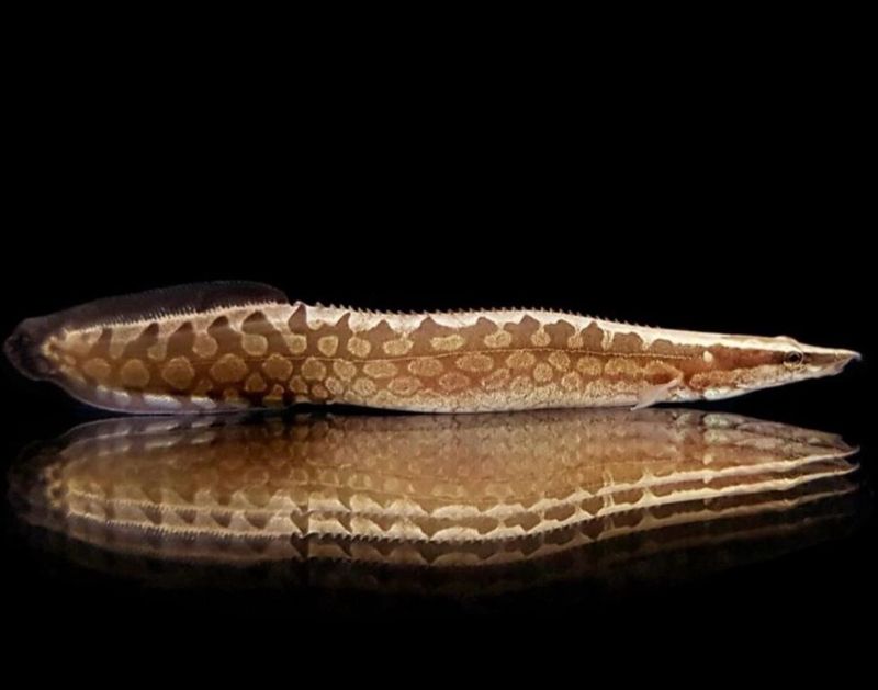 ANGUILA ESPINOSA 10-15 CM - MASTACEMBELUS ARMATUS