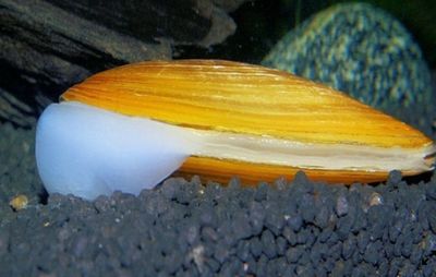 Pilsbryoconcha exilis o Almeja Verde