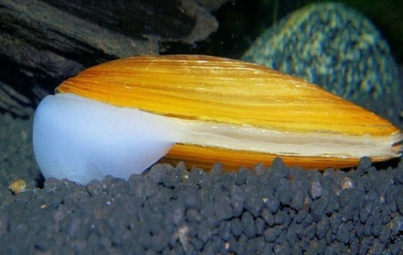 Pilsbryoconcha exilis o Almeja Verde