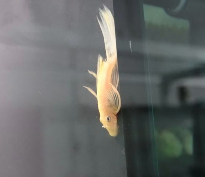 Ancistrus L144 Velo (4/5 cm)