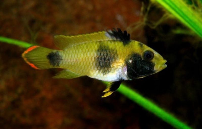 APISTOGRAMMA NIJSSENI PAREJA
