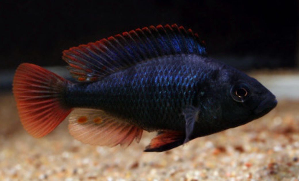 ASTATOTILAPIA NUBILA