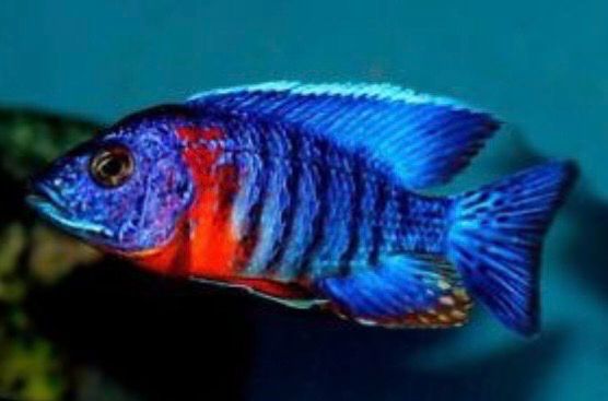 AULONOCARA HANSBAENSCHI 5cm