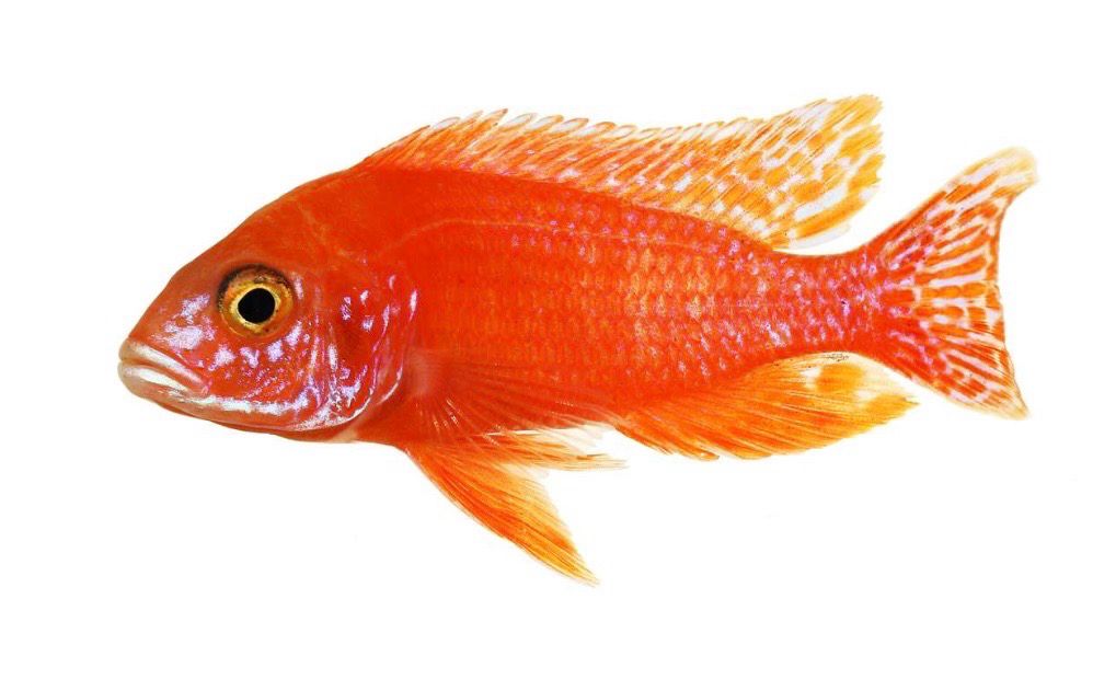 Aulonocara Fire Fish 5cm