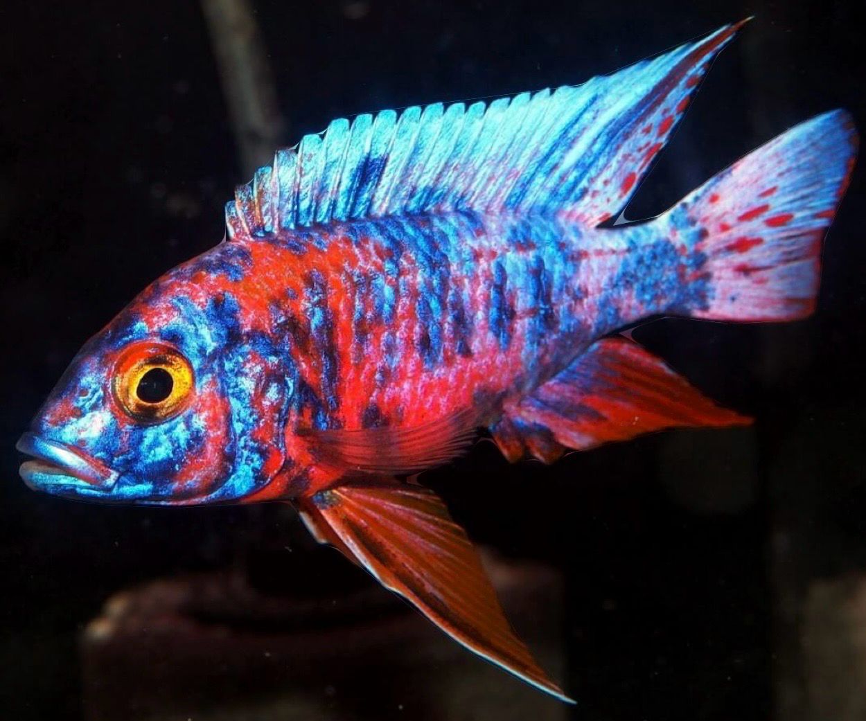 AULONOCARA OB 5 CM