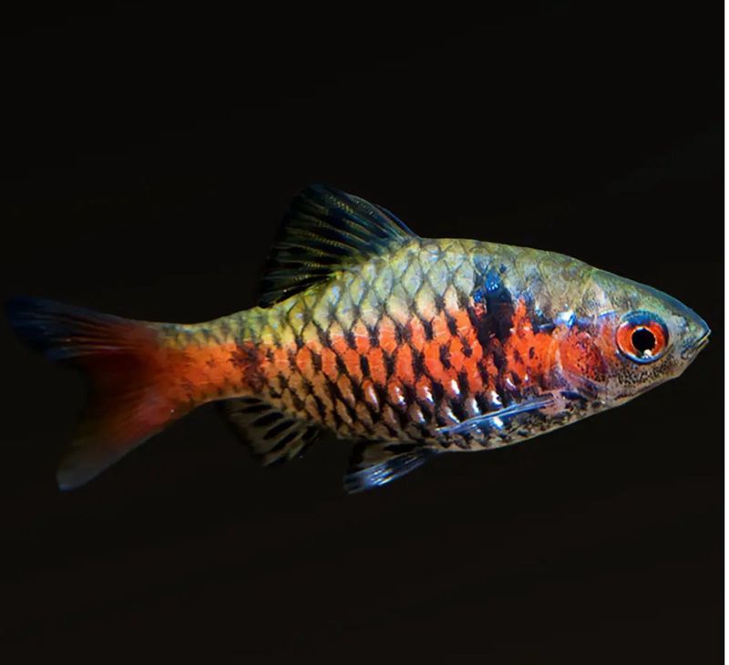 Barbo Odessa | Puntius ticto padamya
