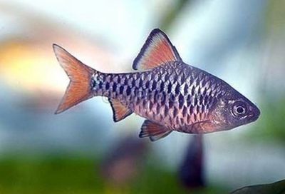 Barbo Ajedrez (Puntius Oligolepis)