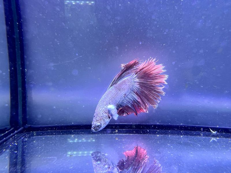 Betta selección Macho