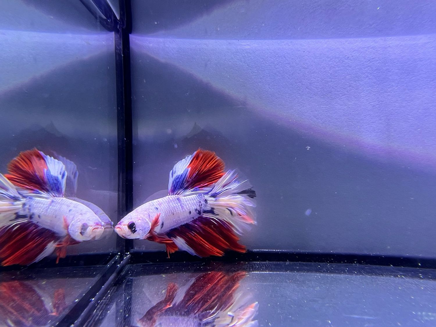 Betta selección Macho
