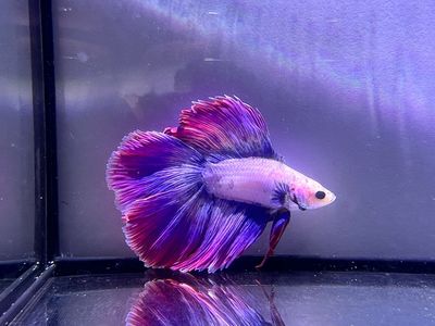 Betta selección Macho