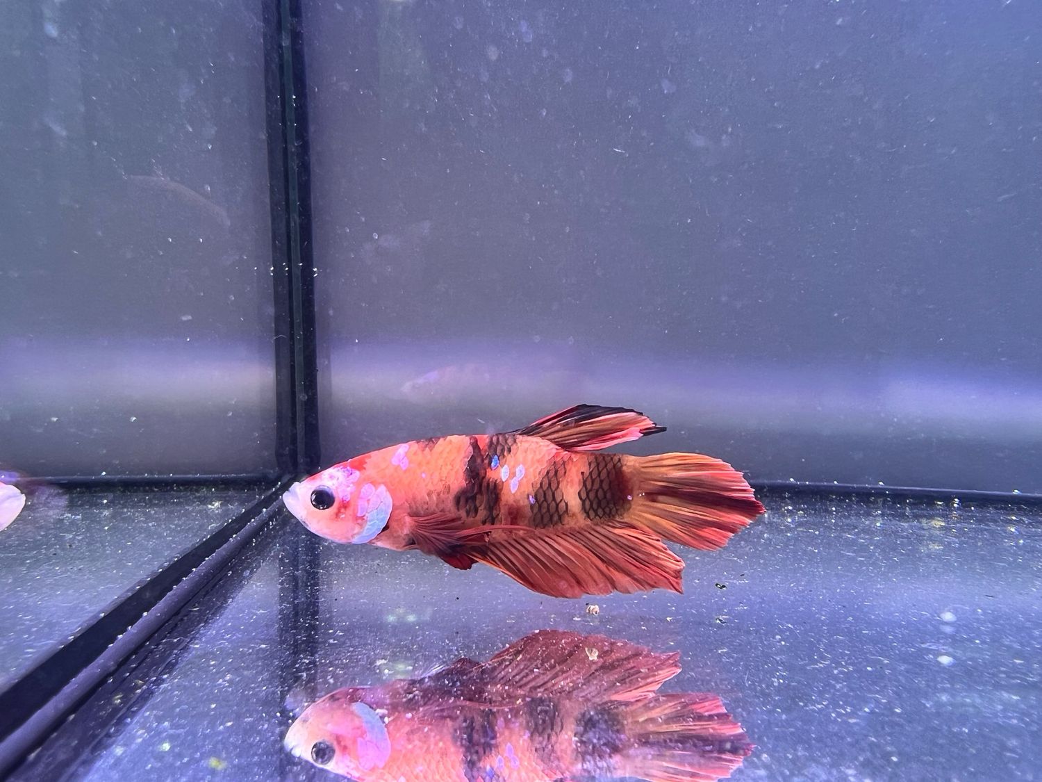 Betta selección Macho