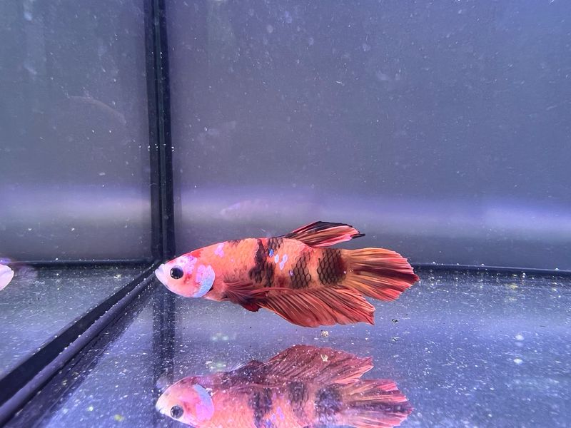 Betta selección Macho