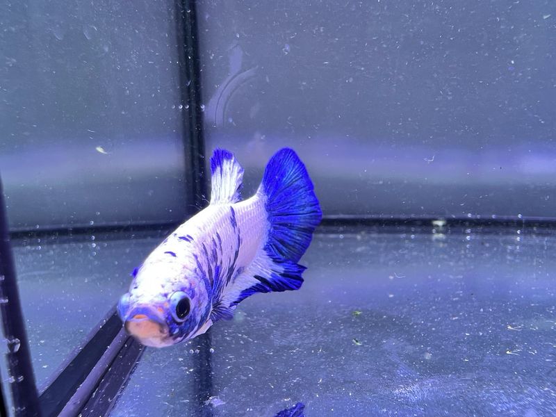 Betta selección Macho