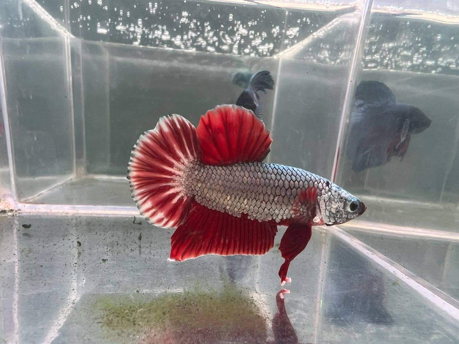 Betta selección Macho