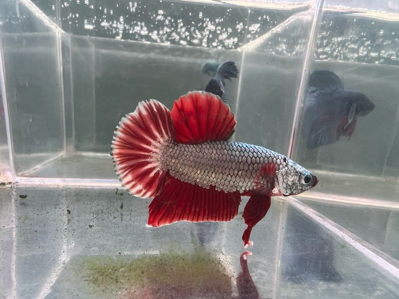 Betta selección Macho