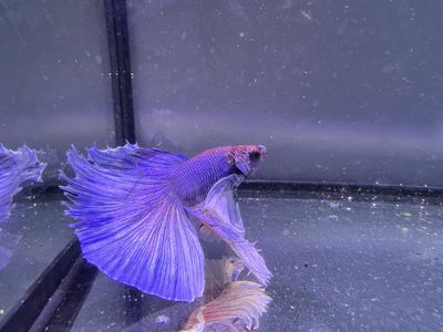 Betta selección Macho