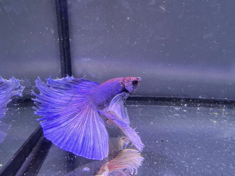 Betta selección Macho