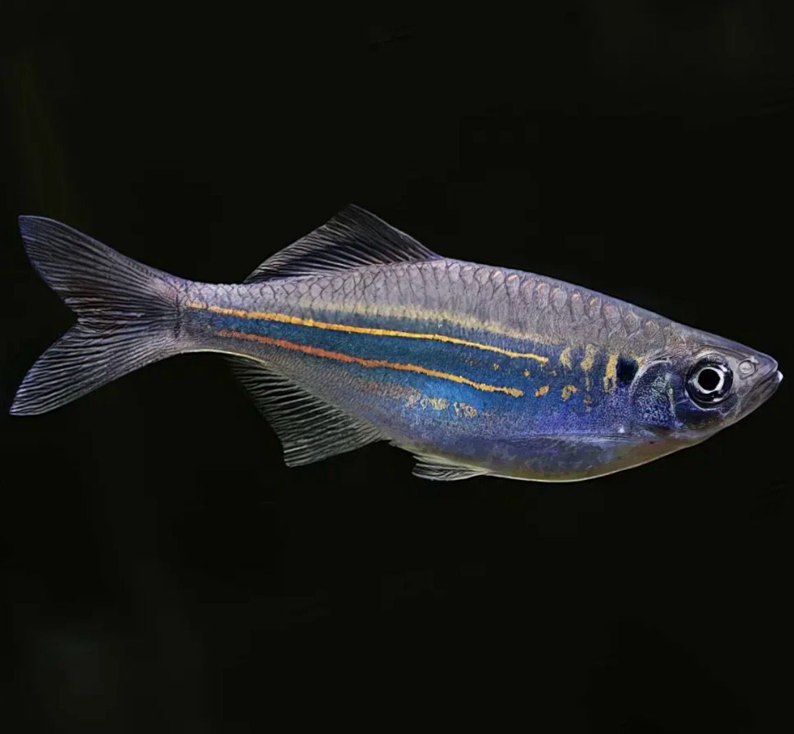 Cebrita Gigante 5-6 cm | Danio malabaricus