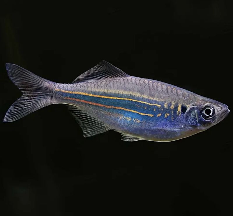 Cebrita Gigante 5-6 cm | Danio malabaricus