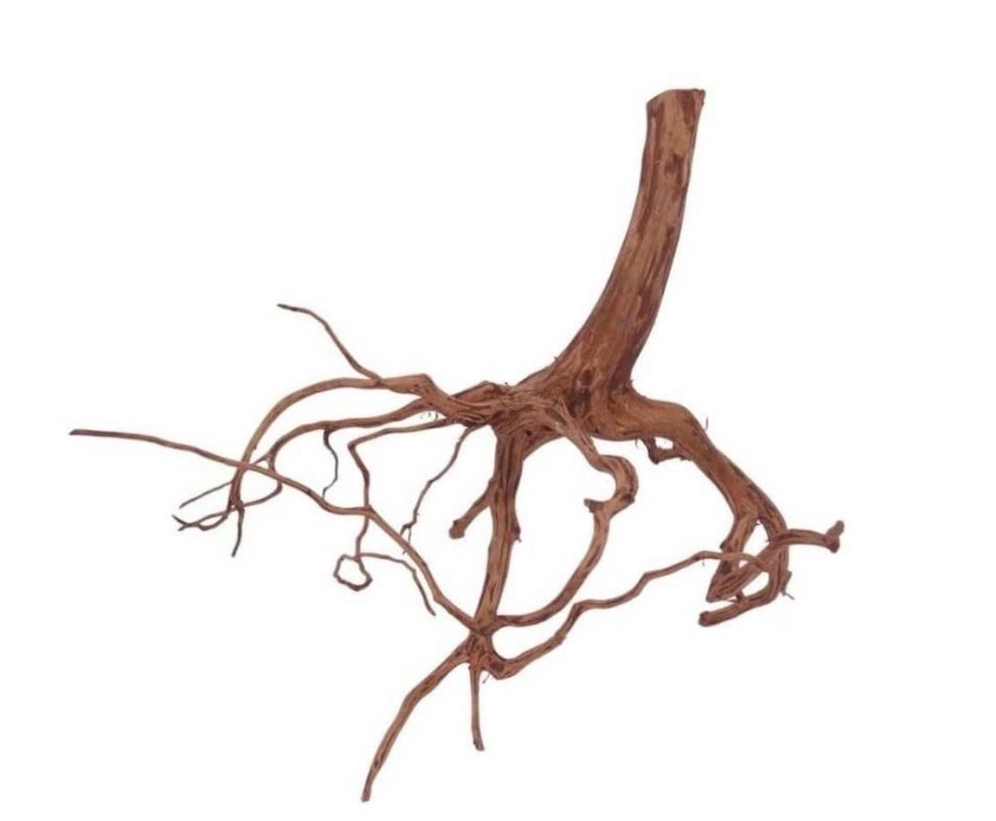 Raíces naturales de Rasamala Brown