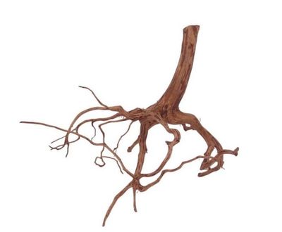 Raíces naturales de Rasamala Brown