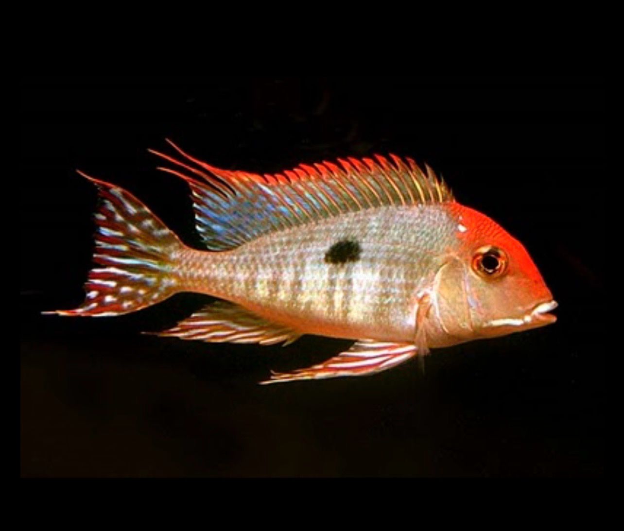 GEOPHAGUS SP RED HEAD TAPAJOS