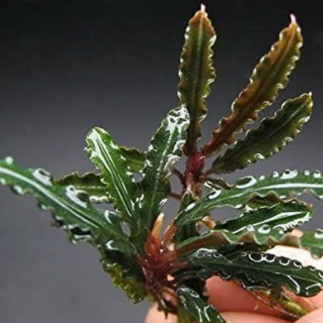 BUCEPHALANDRA BIBLIS RED