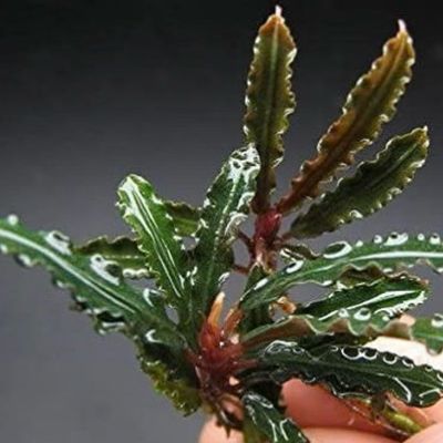 BUCEPHALANDRA BIBLIS RED