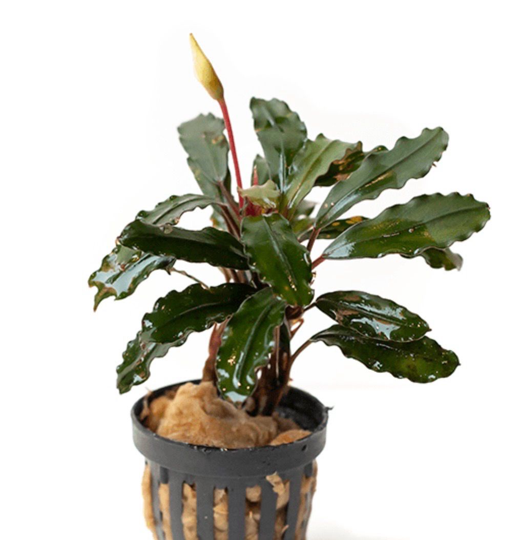 Bucephalandra Maia Red