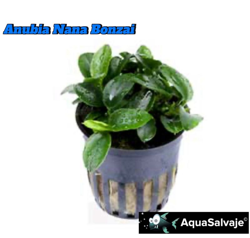 Anubias Barteri var. Nana Bonsai
