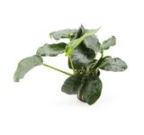 Anubias nana "Thick Leaf"