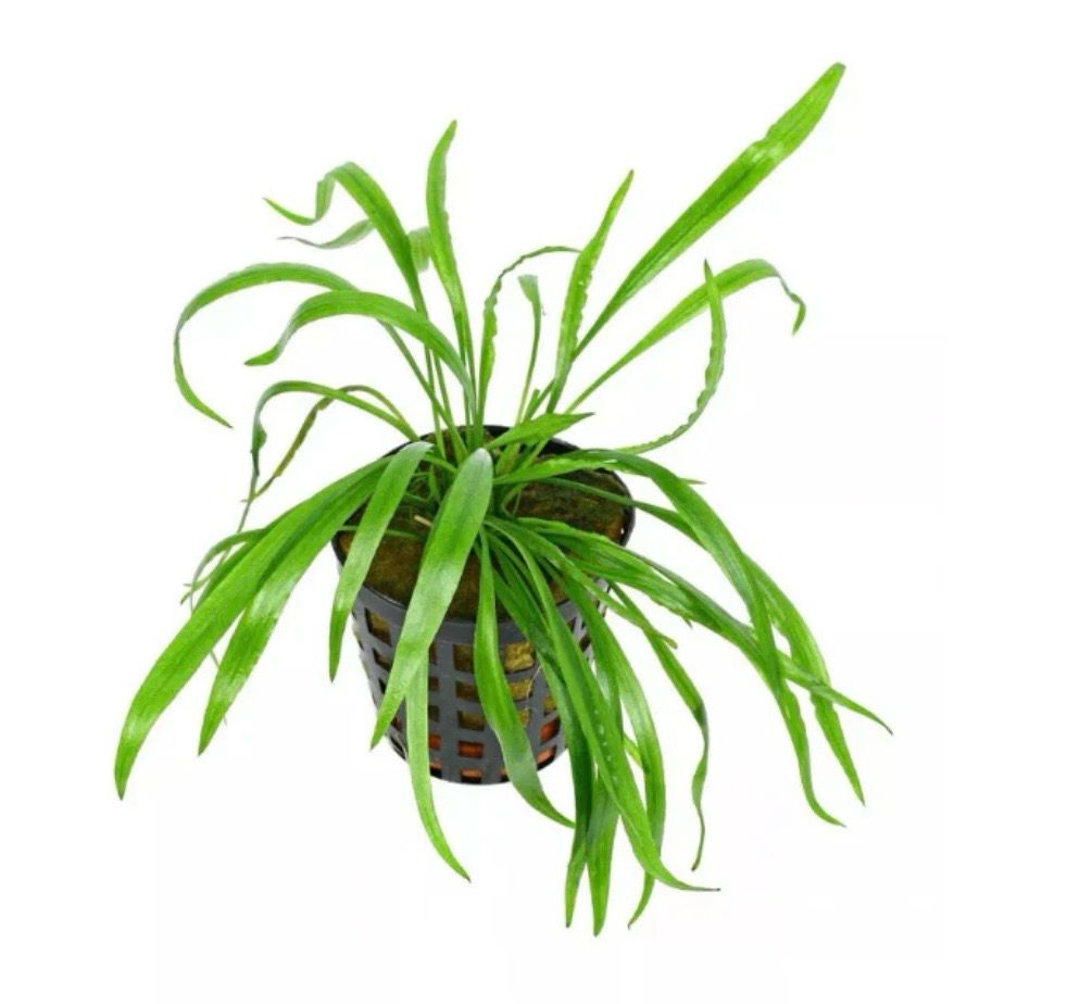 Cryptocoryne "Pink Panther" | planta para acuario