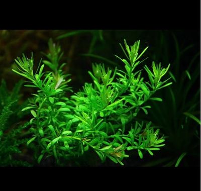 ROTALA BOSCHII
