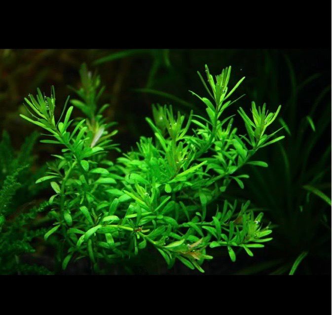 ROTALA BOSCHII