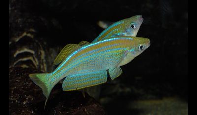 LAMPRICHTHYS TANGANICANUS 4,5-5,5