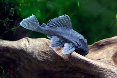 ANCISTRINAE BLUE FIN PANAQUE L239 5-6
