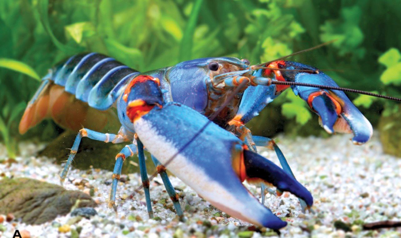 Cangrejo cebra Blue Kong (Cherax alyciae)
